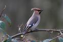 IMG_8269 Waxwing.JPG